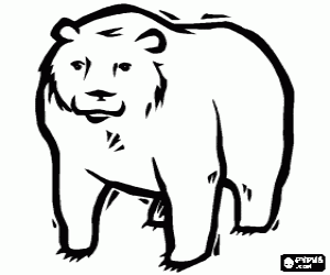 Colora Un orso adulto a quattro zampe