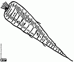 Colora La pastinaca, una radice commestibile