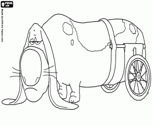 Colora Pop è un cane anziano