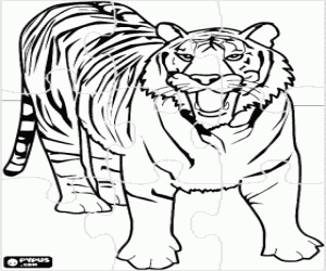 Colora Puzzle de tigre