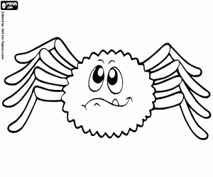 Colora Ragno del deserto