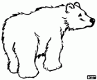 Orso polare