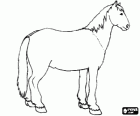 Cavallo
