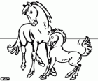 Cavallo e puledro