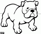 Bulldog - Bulldog Inglese