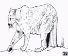 Puma, leone di montagna o coguaro, un grande felino solitario