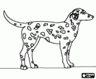 Cane dalmata con la sua pelle con manchie