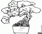 Bonsai albero, albero in miniatura in un vassoio secondo l'arte giapponese di bonsai
