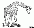 Giraffa con il suo collo piegato verso il basso