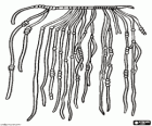 Quipu, un insieme di diverse stringhe annodate pensili che è stato utilizzato come un sistema di contabilità dai saggi degli antichi Incas