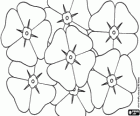 Fiori di papavero. Giorno della Memoria, una giornata commemorativa in paesi del Commonwealth per ricordare i membri delle loro forze armate che sono morti dopo la prima guerra mondiale
