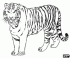 Tigre siberiana o tigre dell'Amur, questo grande felino vive nelle foreste del sud-est di Russia