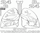 Giornata mondiale della tubercolosi, marzo 24. I polmoni
