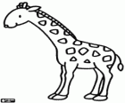Giovane giraffa