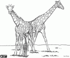 Famiglia di giraffe, giraffe adulti e la giraffa bambino