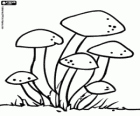 Gruppo di funghi