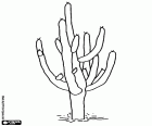 C'è una grande varietà di cactus dalla specie più piccola al cactus gigantesco del deserto impressionante