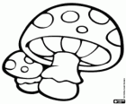 Funghi velenosi. Funghi degli gnomi