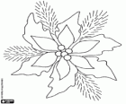 Poinsettia, fiore di Natale, stella di Natale