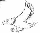 Aquila