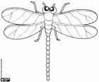 Libellula con quattro ali