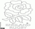 Logo della squadra nazionale di rugby inglese. Emblema, la rosa rossa