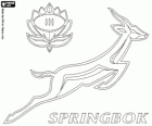 Logo della squadra nazionale di rugby di Sud Africa, gli springboks. Emblema, lo springbok e la protea