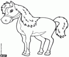 Cavallo di concorrenza