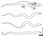 Rettili, lucertole e serpenti