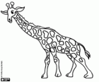 Una giraffa con il collo allungato in avanti