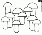 Una piantagione di funghi, una famiglia di funghi