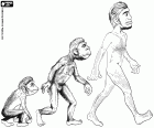 Le prime tre fasi dell'evoluzione umana: primate ominide, Australopithecus e Homo erectus