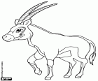 L'Orice gazzella, una grande antilope, Oryx gazella. Una delle specie di antilope africana