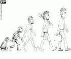 L'evoluzione umana rappresentata in cinque tappe del primate ominide all'uomo moderno, attraversando il primo ominide bipede, l'homo erectus e l'homo sapiens arcaico