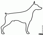 Un disegno da colorare con la silhouette stilizzata di un cane della razza Doberman. Questa razza di cani è stata creata in Germania alla fine del XIX secolo incrociando diverse razze canne
