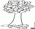 Un albero deciduo che quando arriva l'autunno inizia a perdere le foglie. Le foglie cadute rimangono sotto l'albero fino a quando il vento non le spazza via o qualcuno le raccoglie