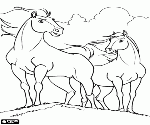 Colora Spirit e Pioggia, cavallo e cavalla