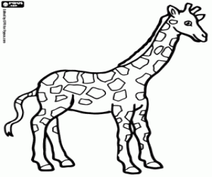 Colora Una bella giraffa