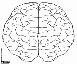 Colora Vista superiore del cervello umano