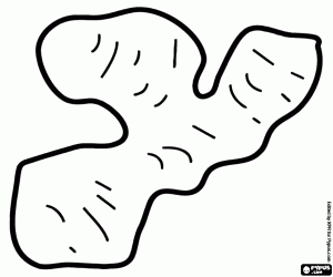 Colora Il zenzero, un rizoma