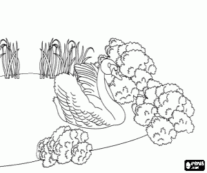 Colora È diventato un cigno
